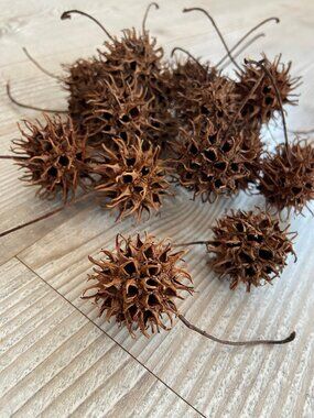 100 Natural Sweetgum Balls: Spiked Seed Pods for Crafts and Rustic Decor